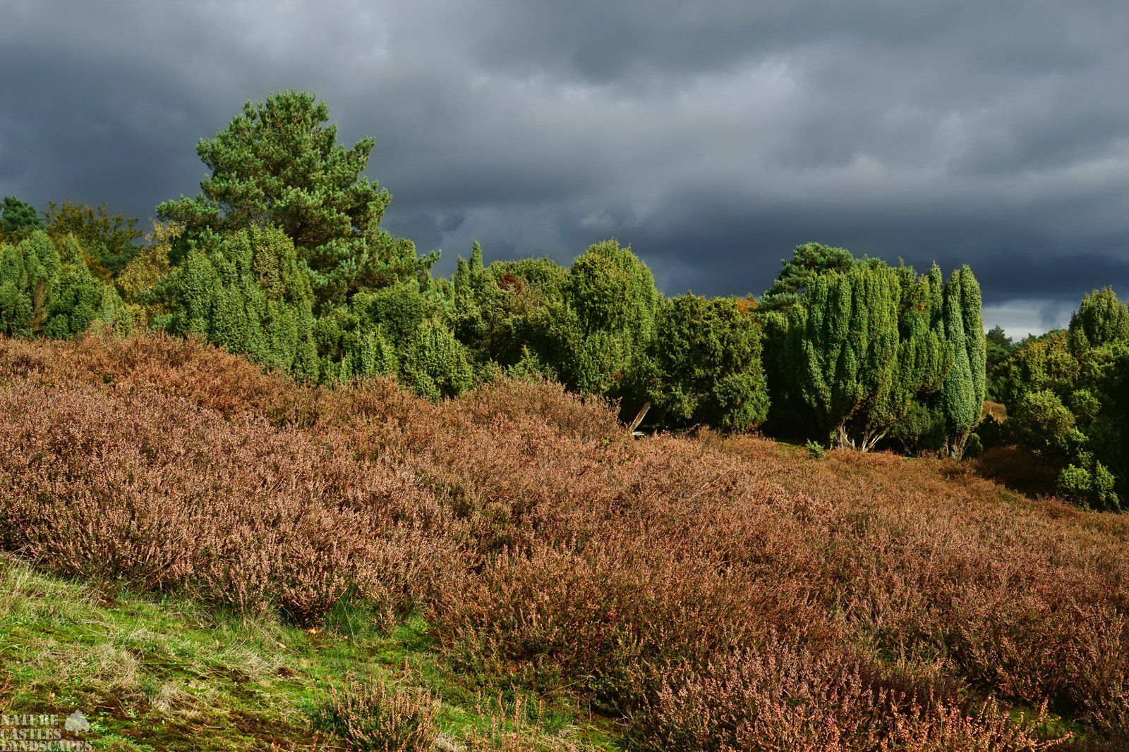 westruper heathland clouds and juniper