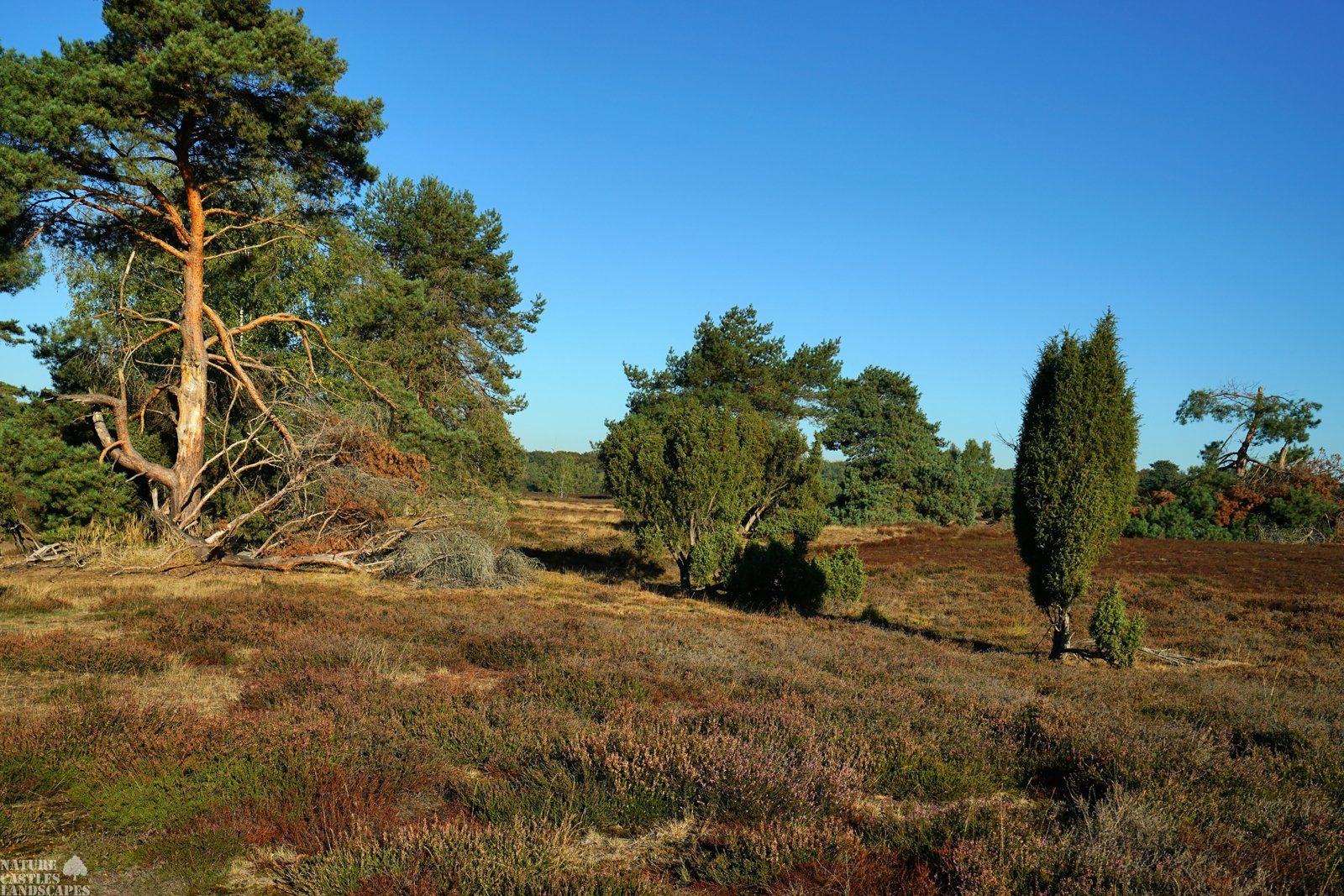 westruper heathland wooden shapes
