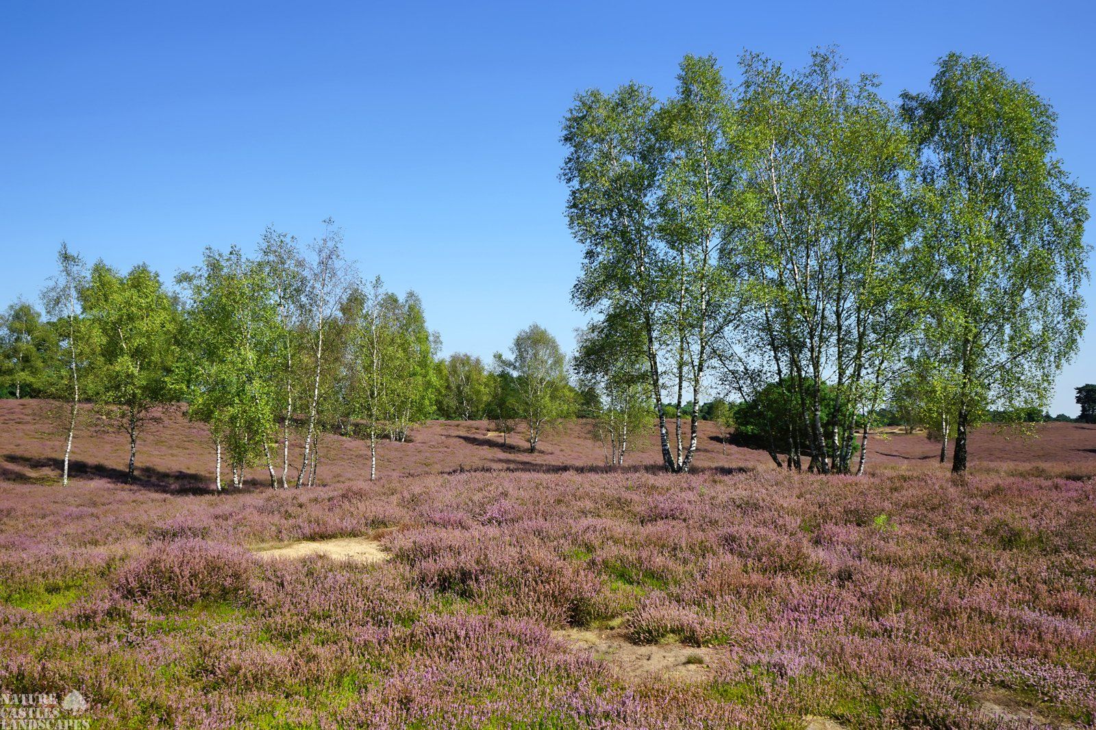 westruper heathland snapshoot birches at summertime