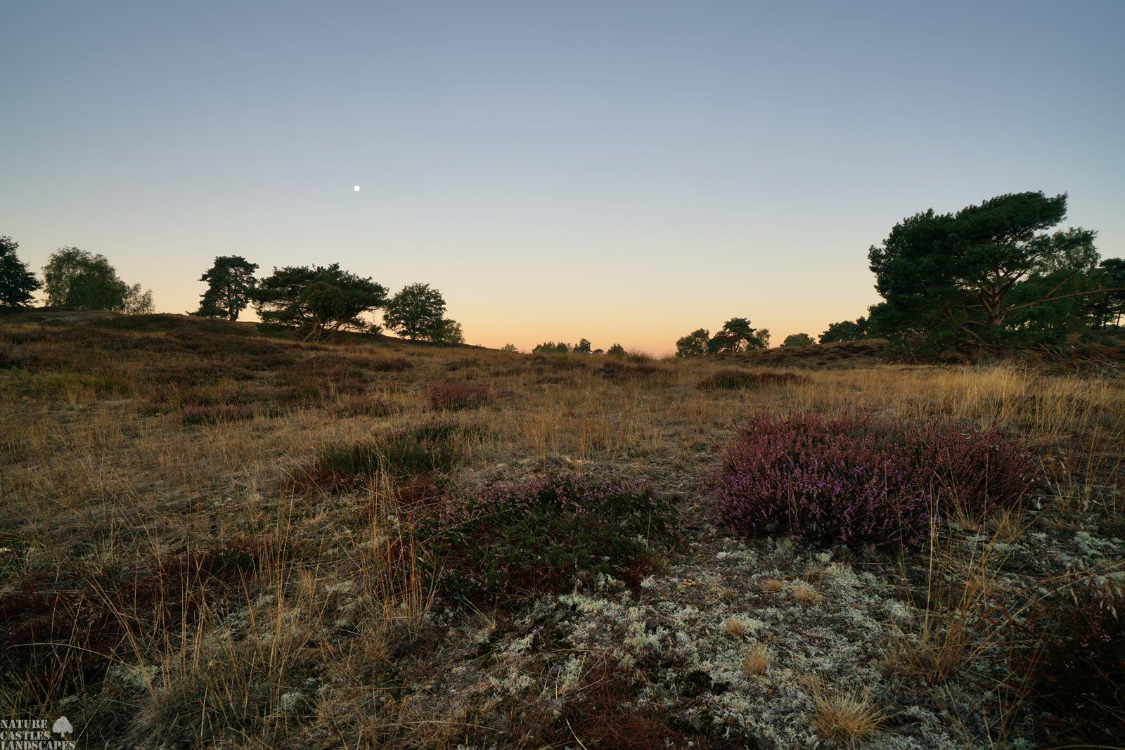 westruper heathland snapshoot little hill