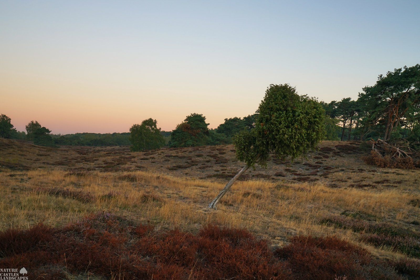 westruper heath juniper at the hill