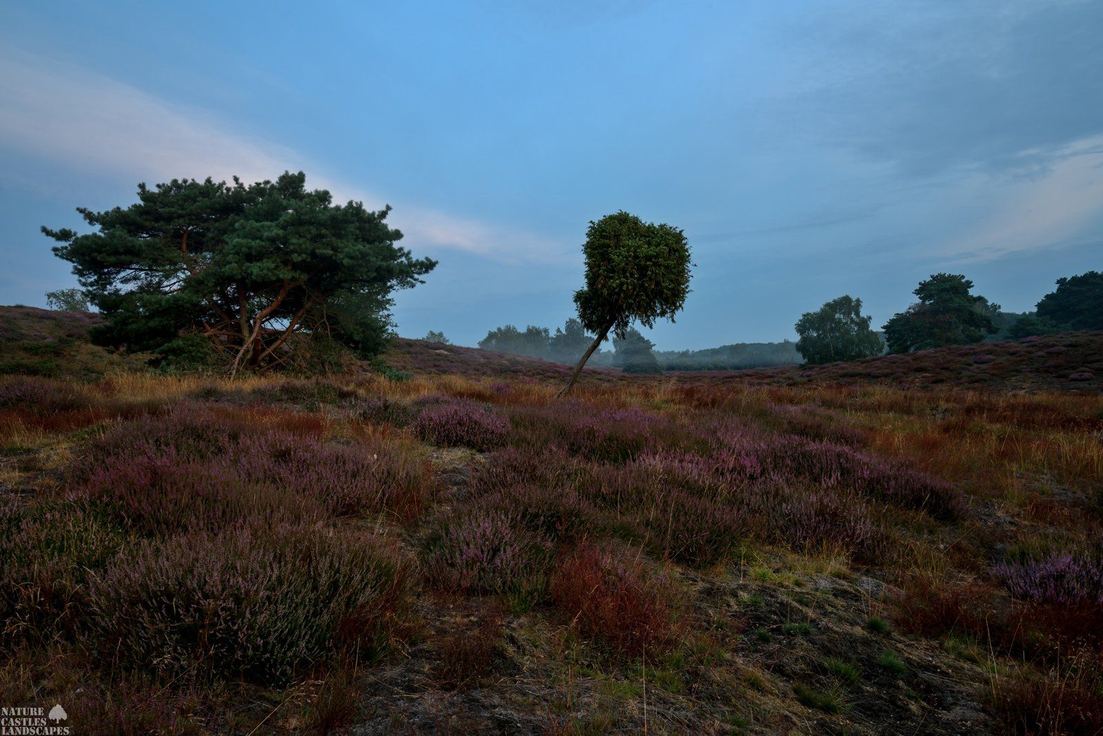 westruper heath wonderfull colours