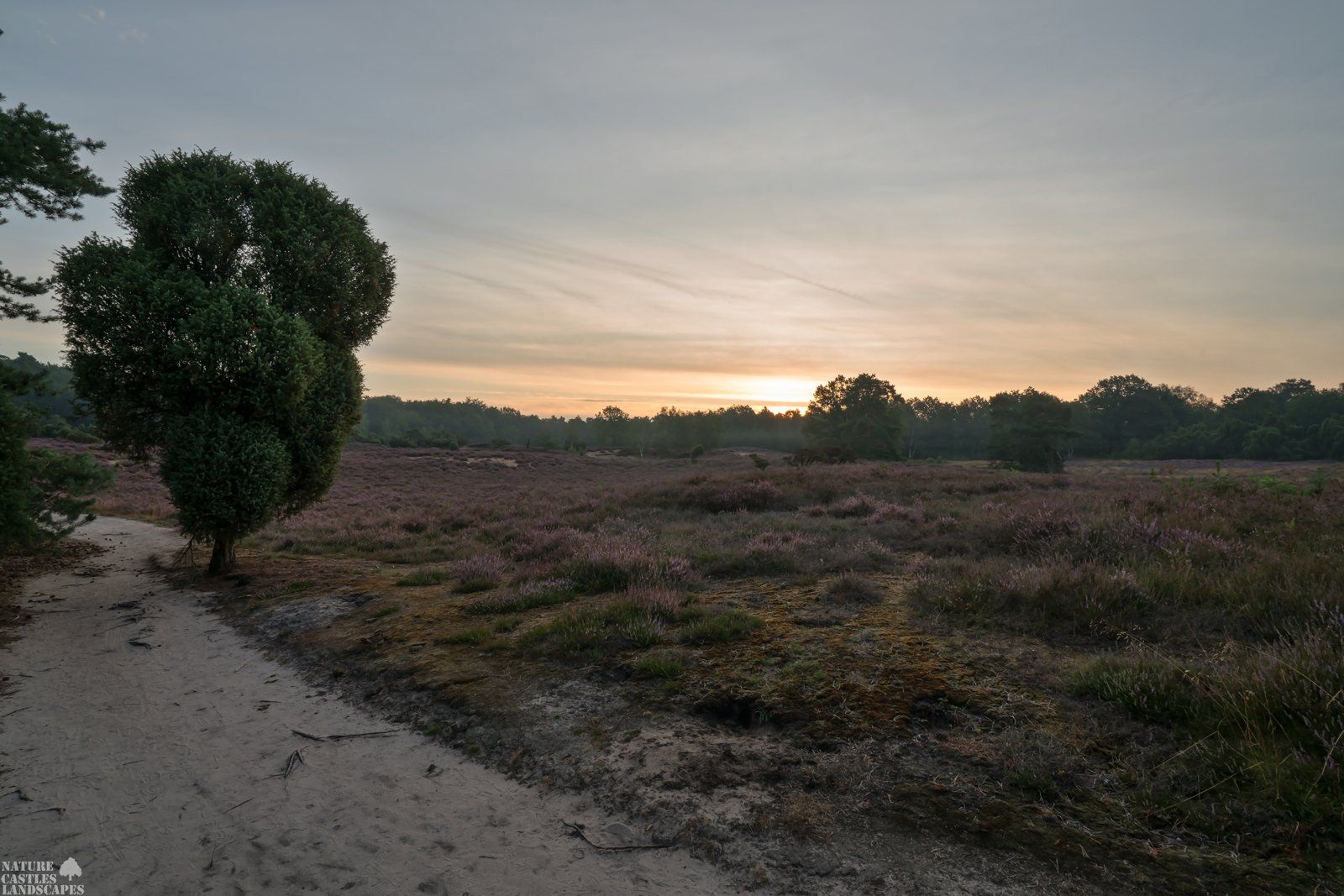 westruper heathland snapshoot juniper