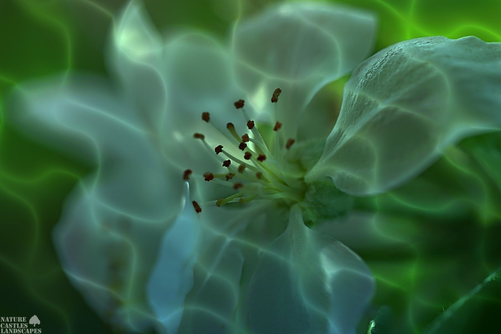 magische apfelbluete