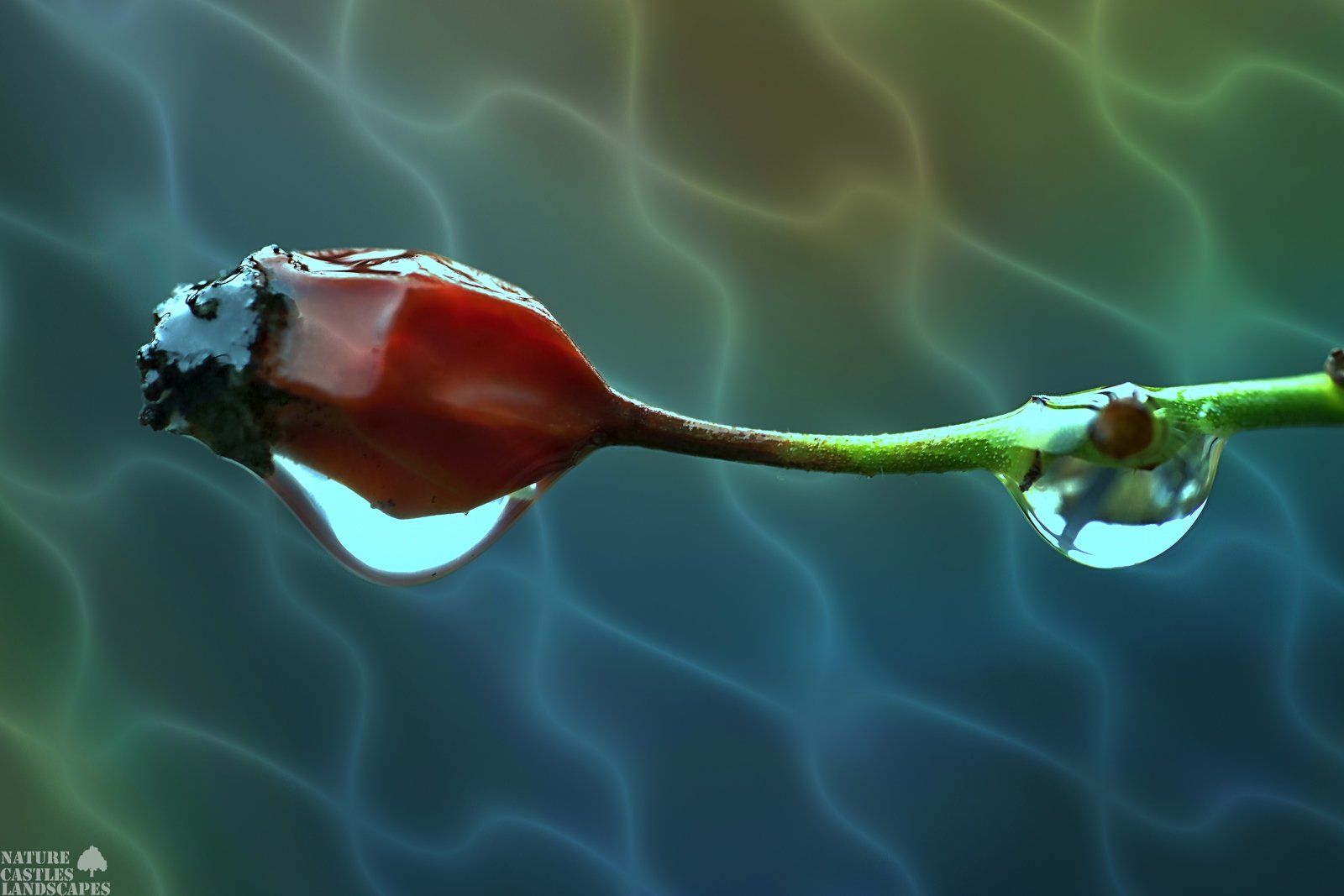 Artwork Rosehip Rosehip after the rain