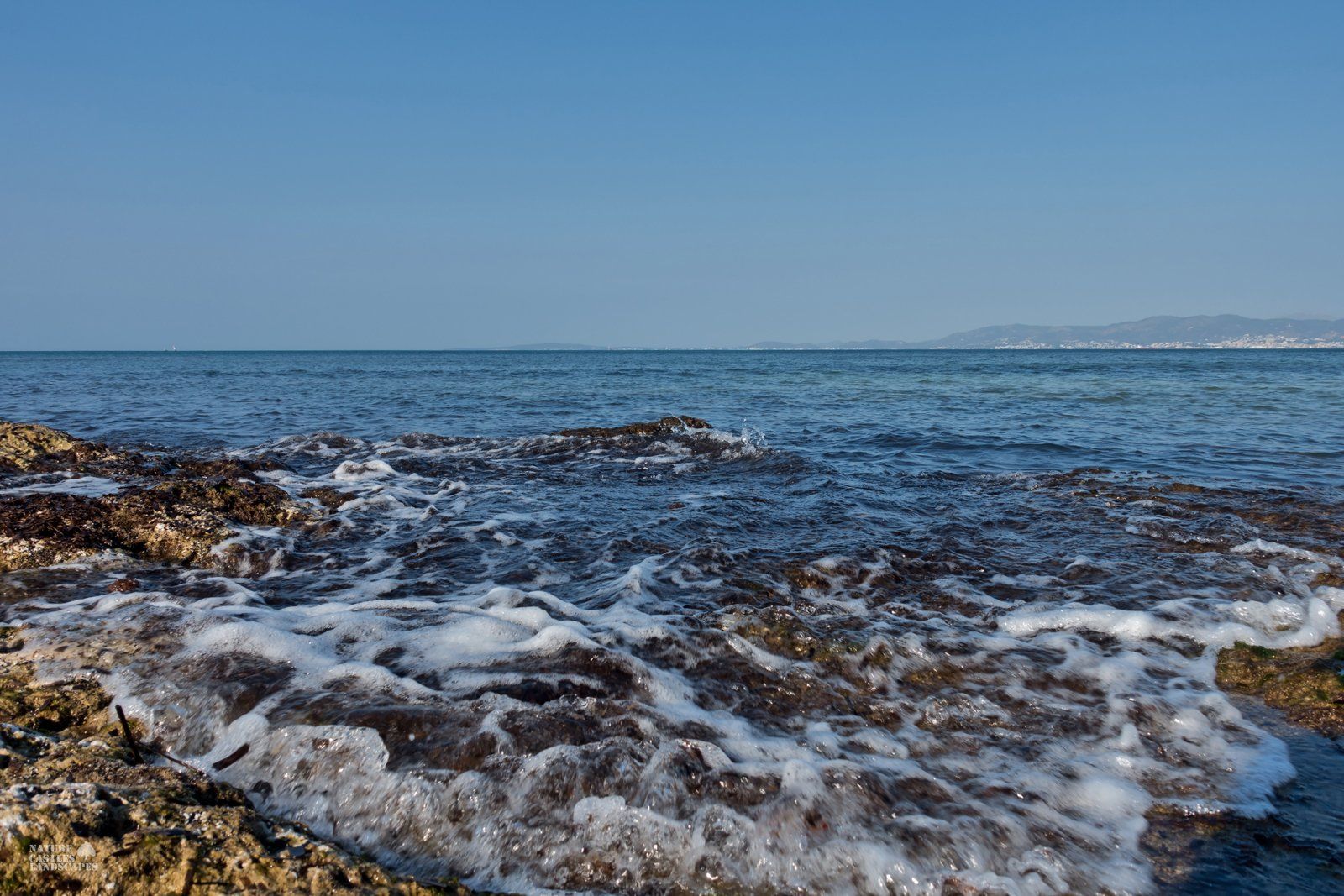 green plants at the beach at mallorca
