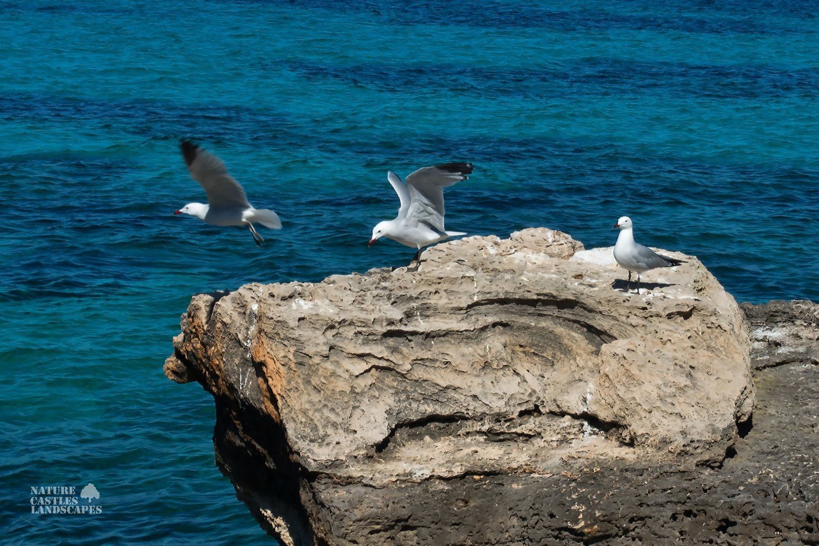 seagulls at the beach at mallorca
