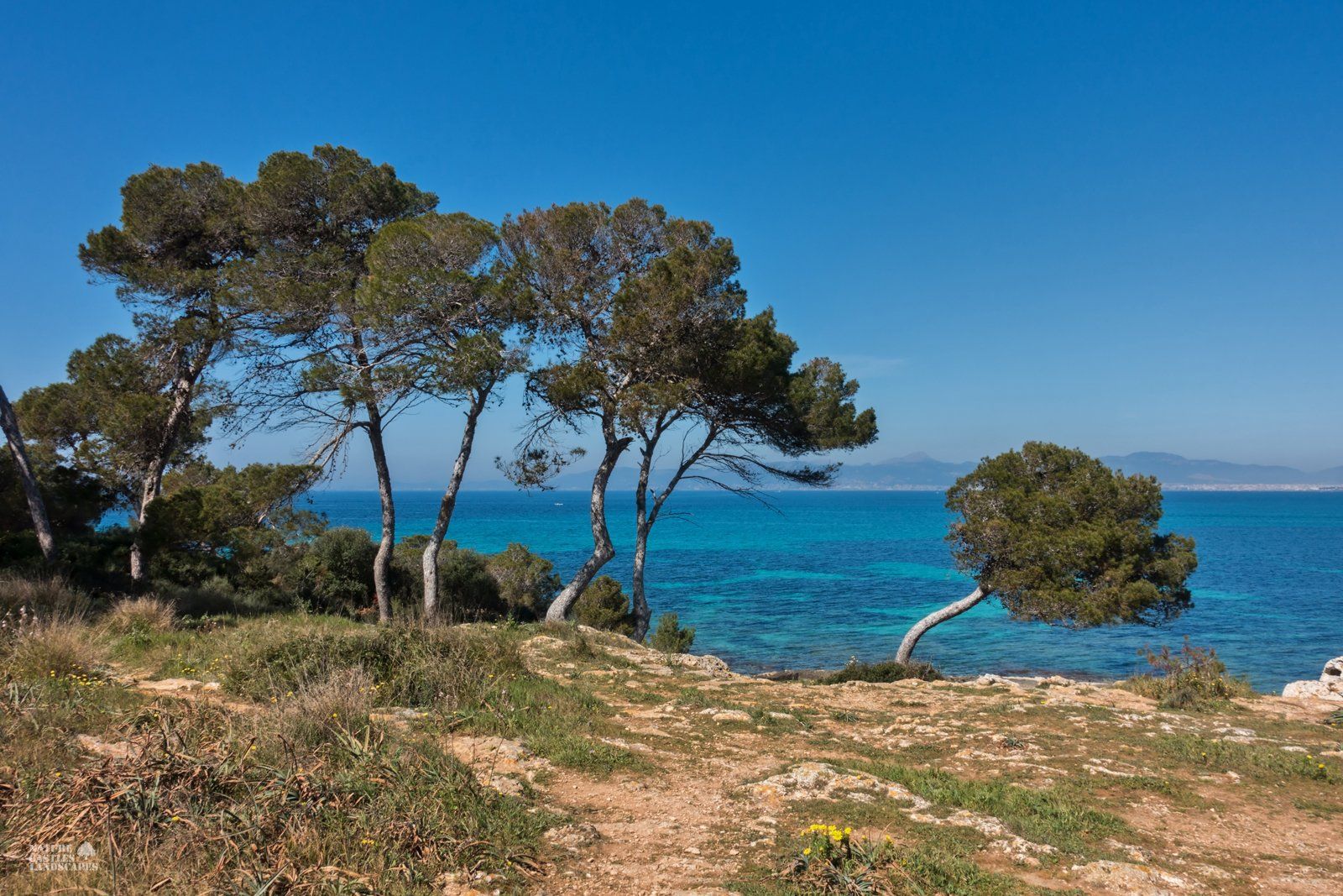 trees at the beach at mallorca