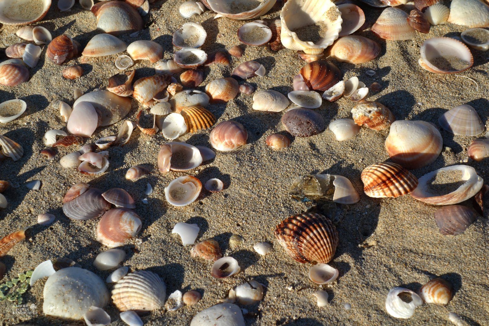 Washed up on the beach in mallorca