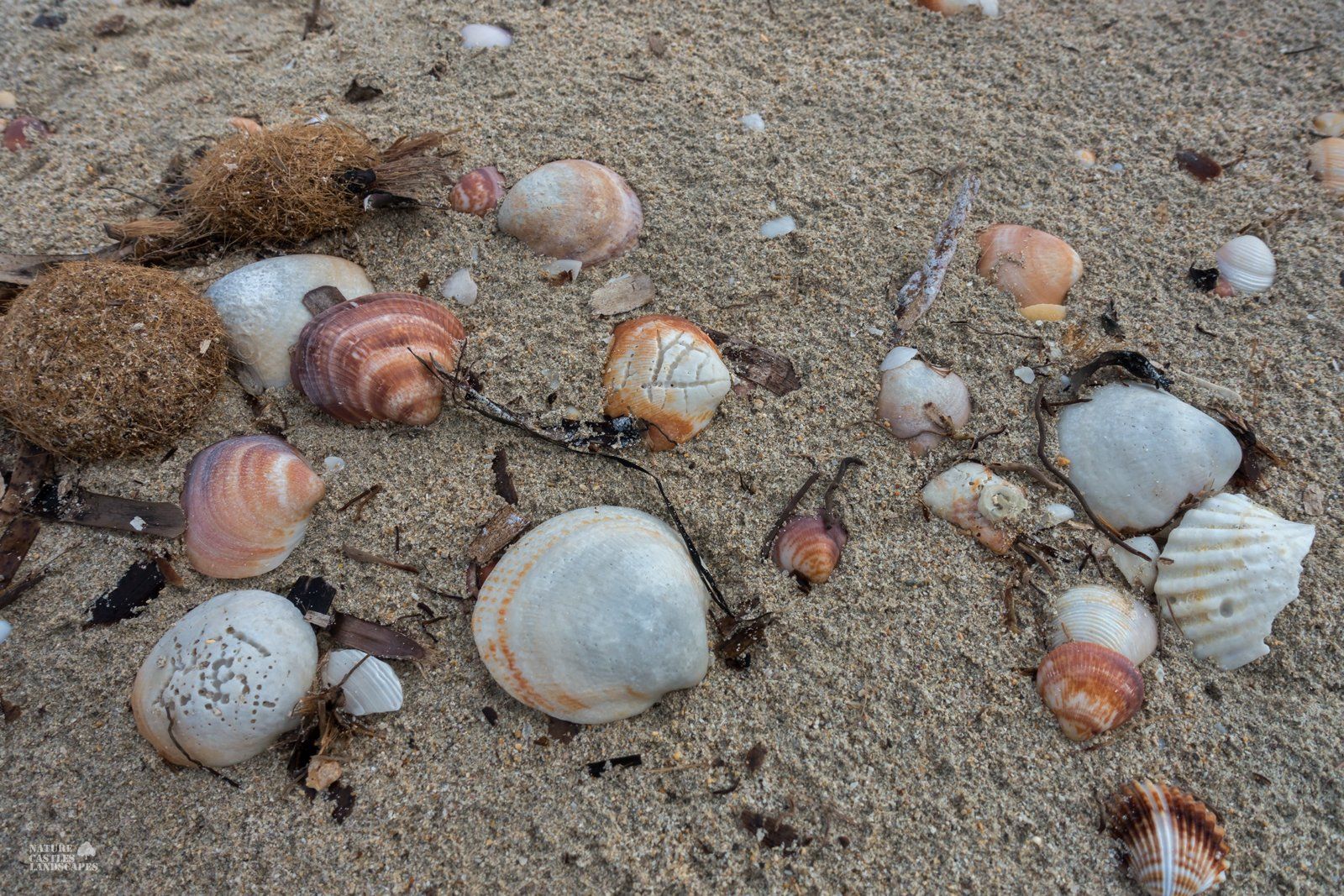 Washed up on the beach in mallorca after a storm