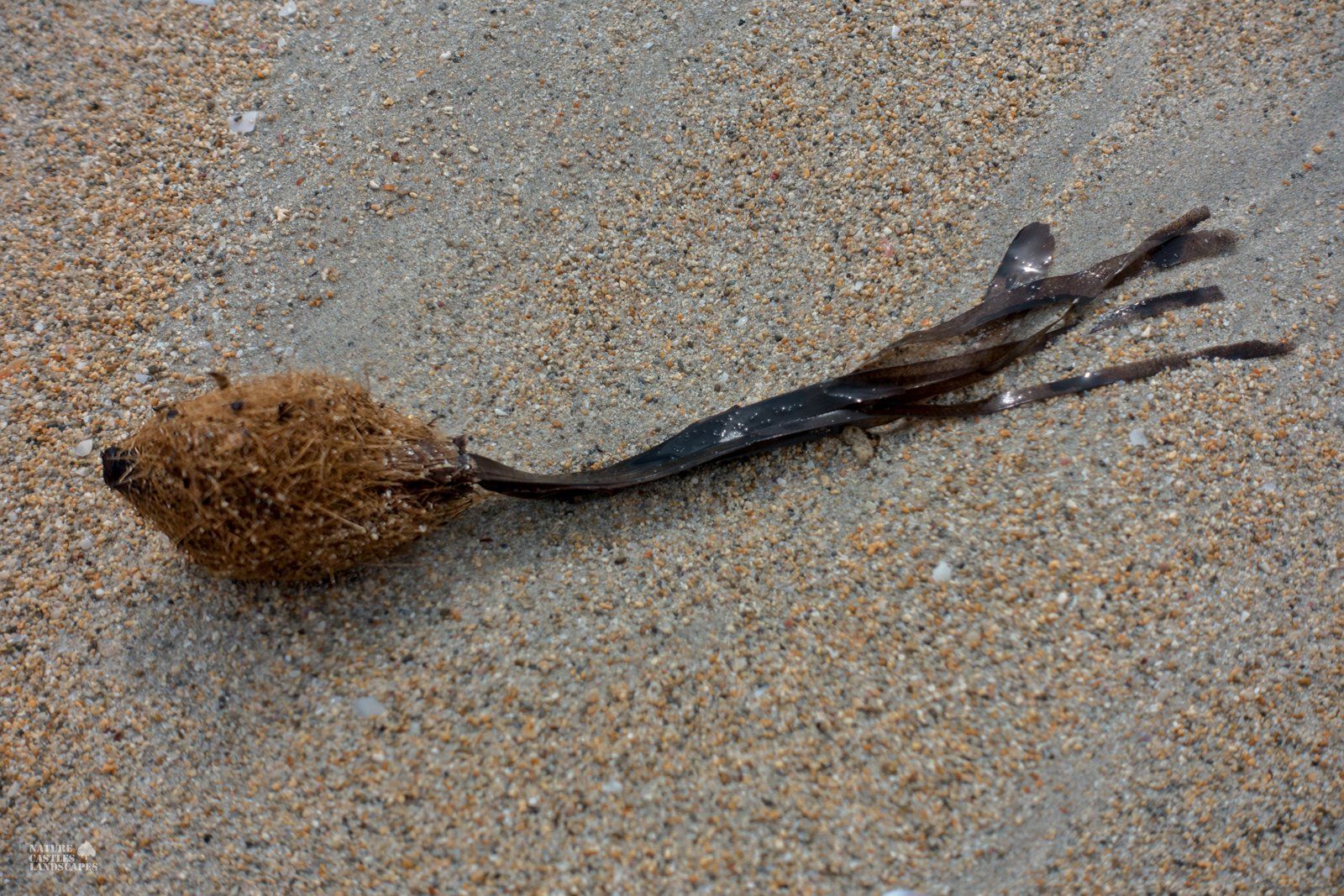 Posidonia at the beach in mallorca after a storm