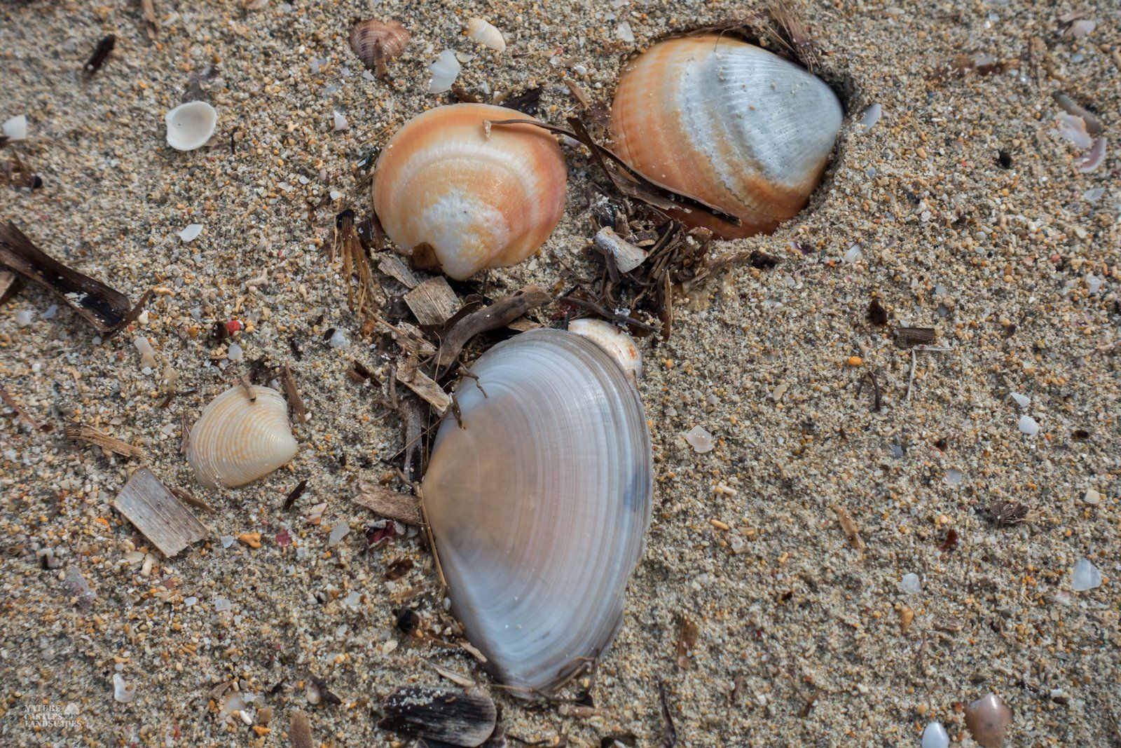 Three shells at the beach in mallorca after a storm