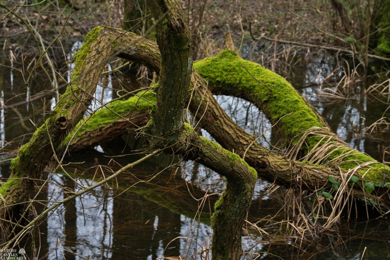 Riparian forest a pond at springtime