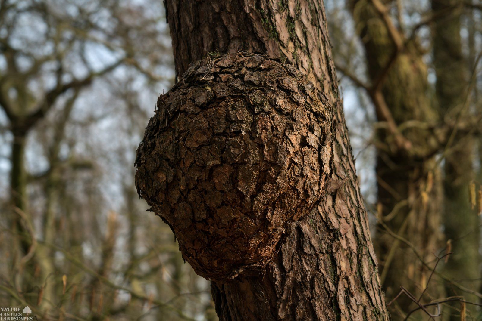 Riparian forest Burl on a tree