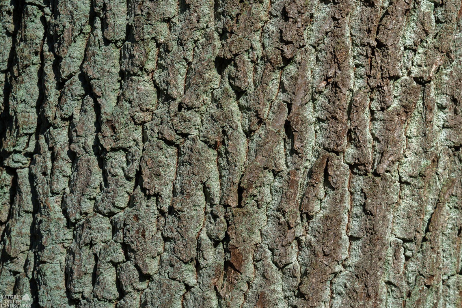 Riparian forest green bark