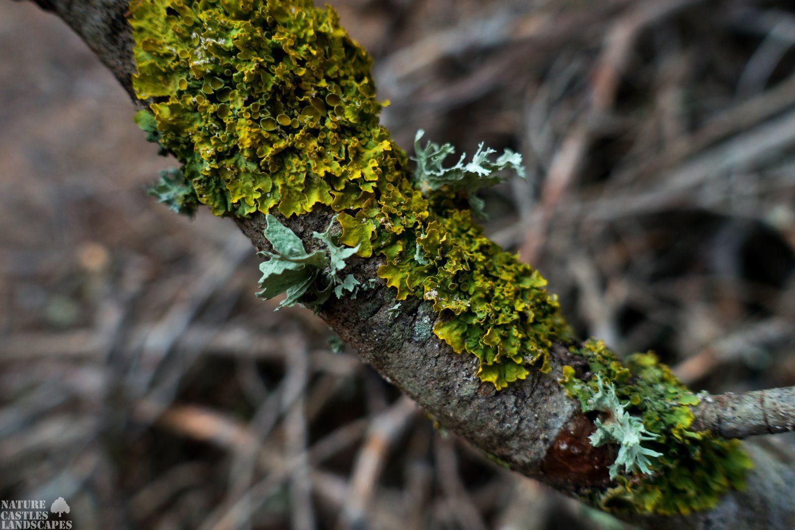 auwald in Marl Flechten und moose