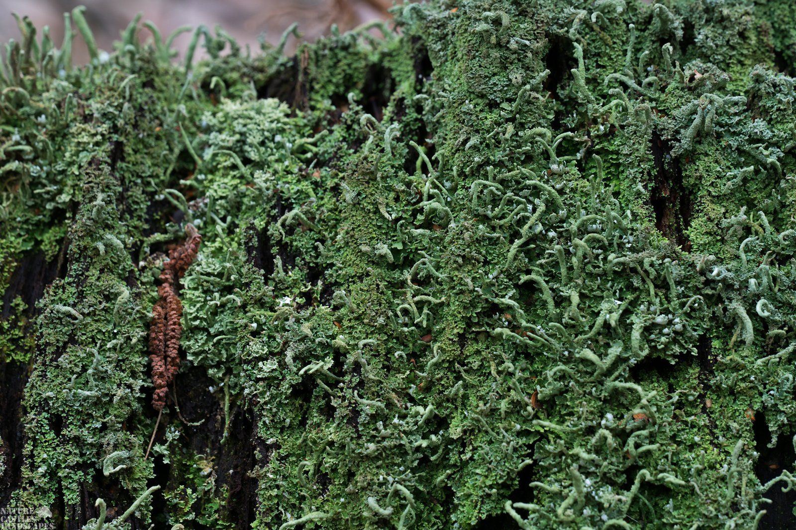Riparian forest lichen