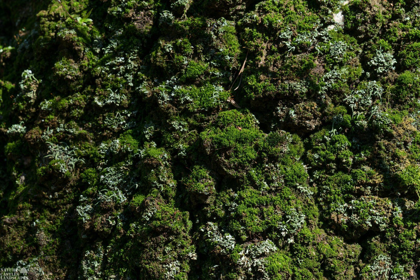 Riparian forest overgrown bark