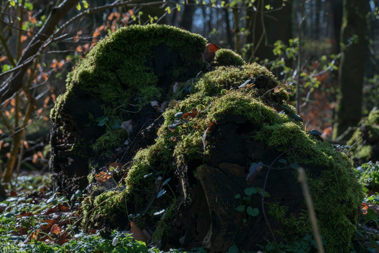 Riparian forest moosy trunks