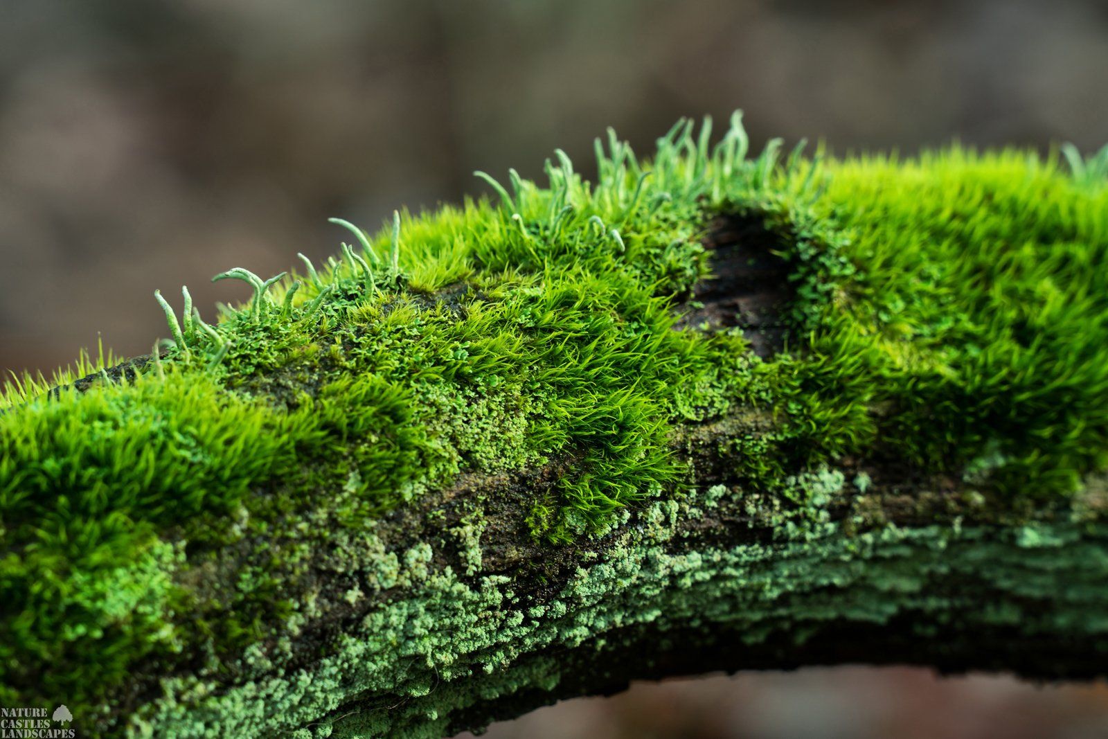 Riparian forest moosy branch