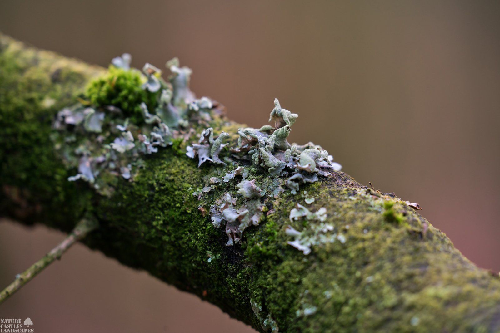 Riparian forest branch full of lichen