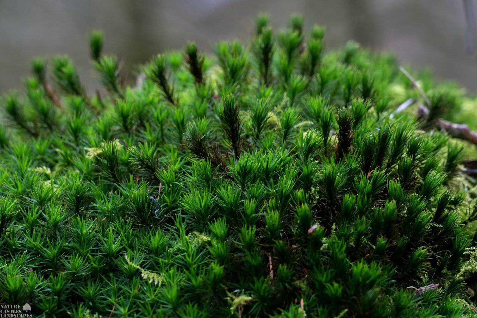 springtime at Riparian forest