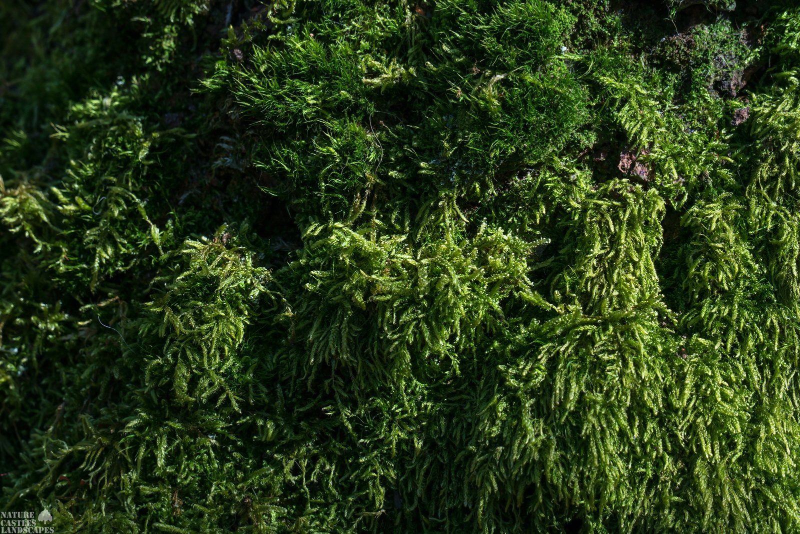 Riparian forest moosy bark