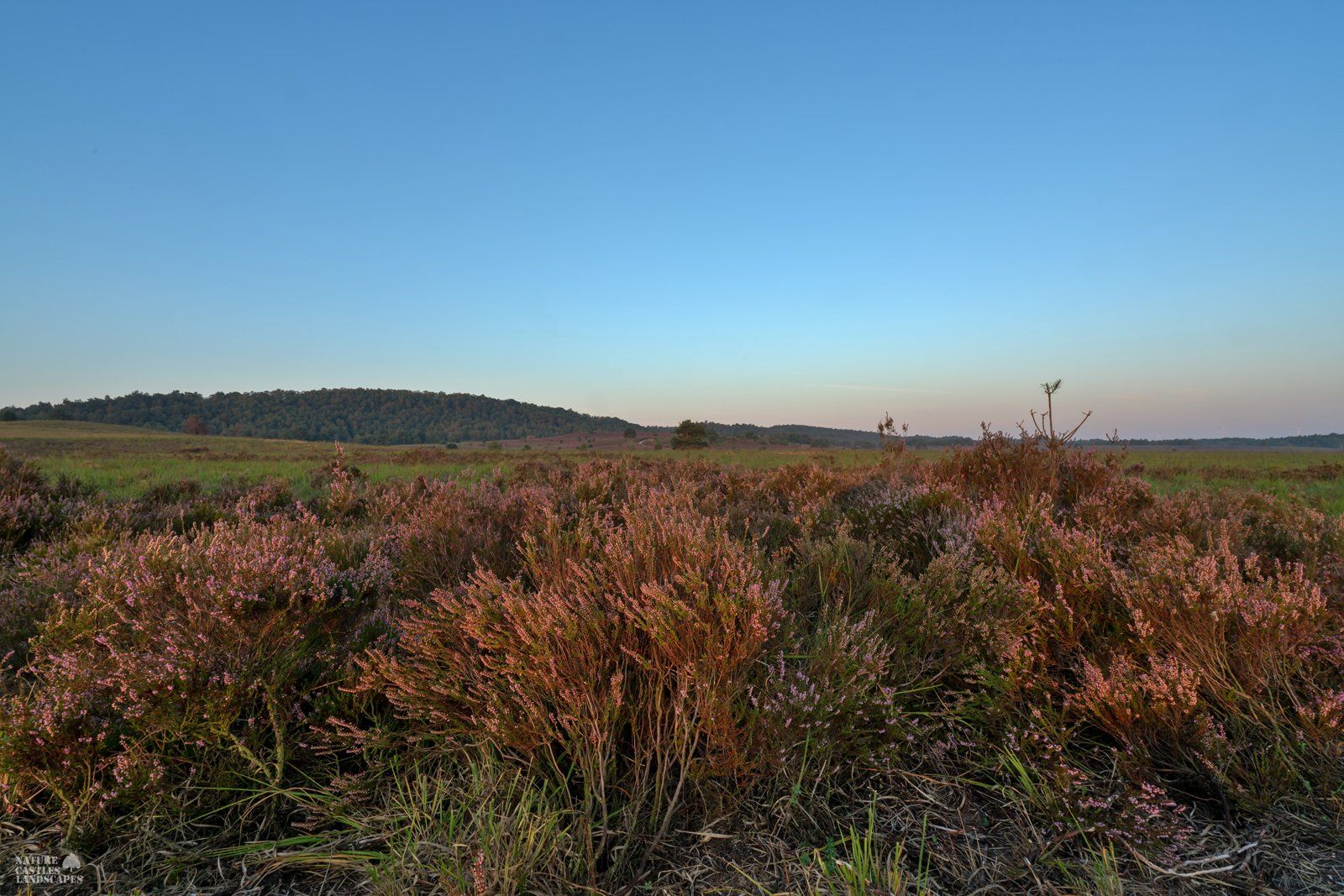 beautiful morning at the heathland