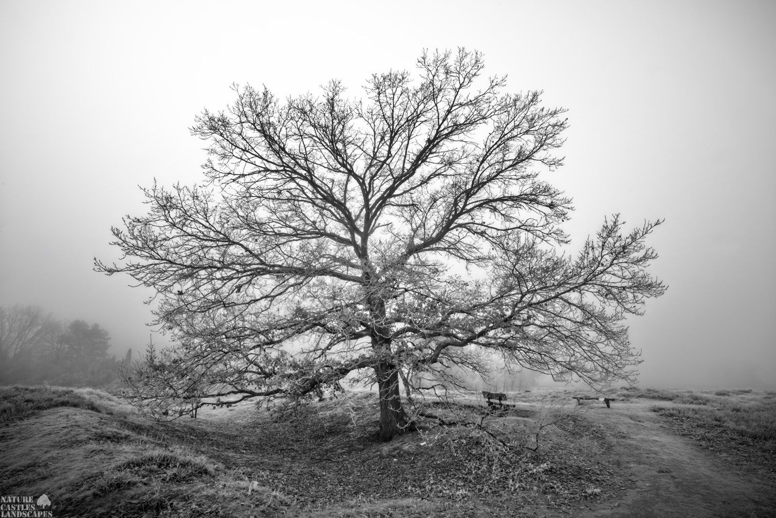 baum im nebel neujahrmorgen westruper heide