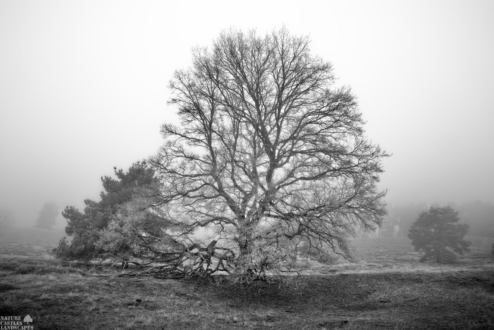 nebel neujahrmorgen westruper heide