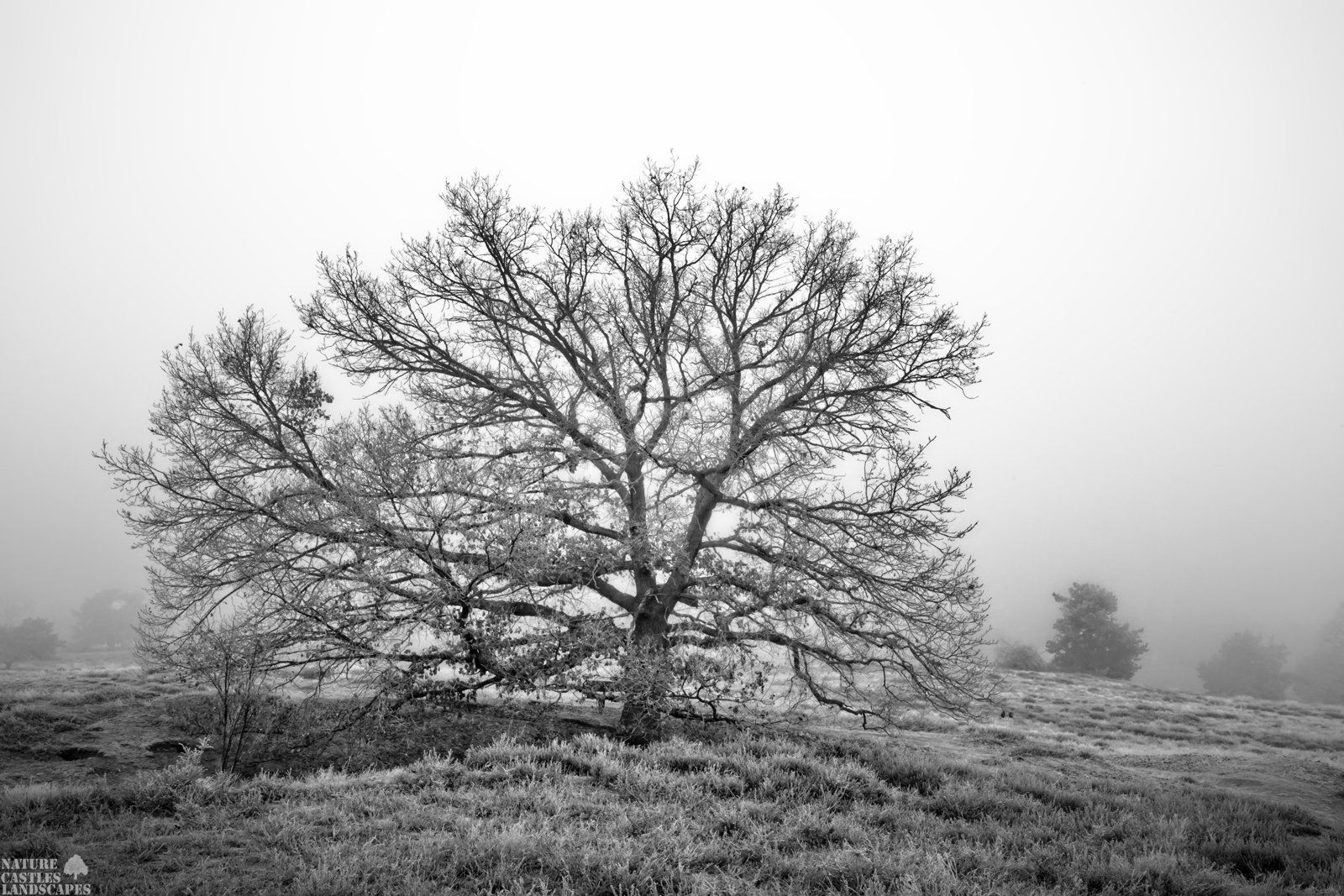 bank unter baum im nebel neujahrmorgen westruper heide