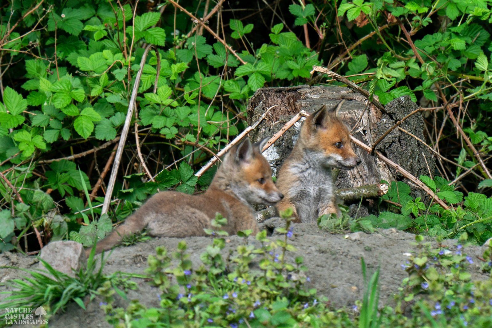 young foxes have discovered something new