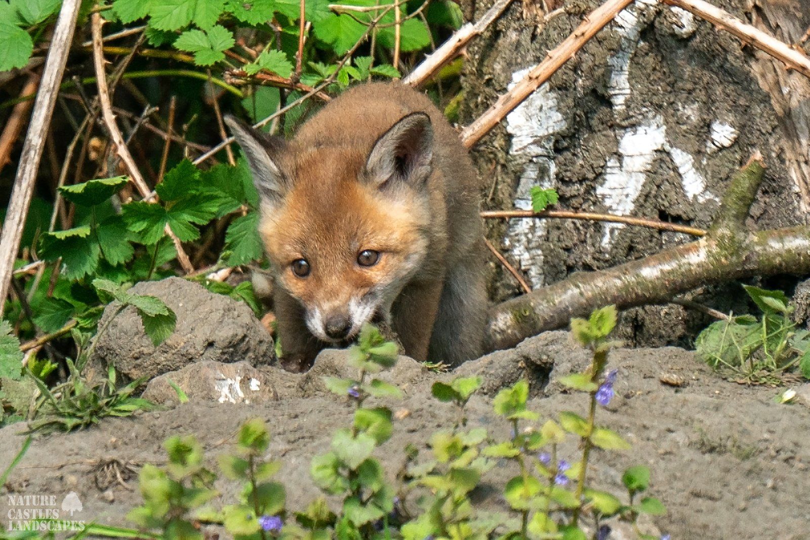 curious young fox
