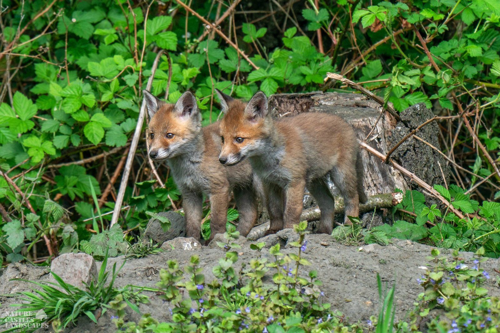 curious young fox siblings discovered something