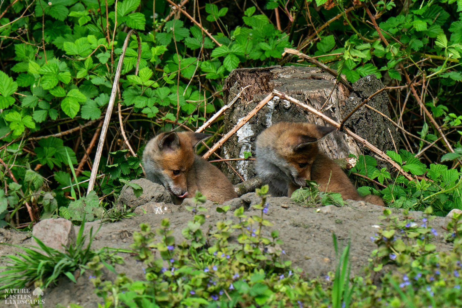 curious young fox siblings discovered something on the ground