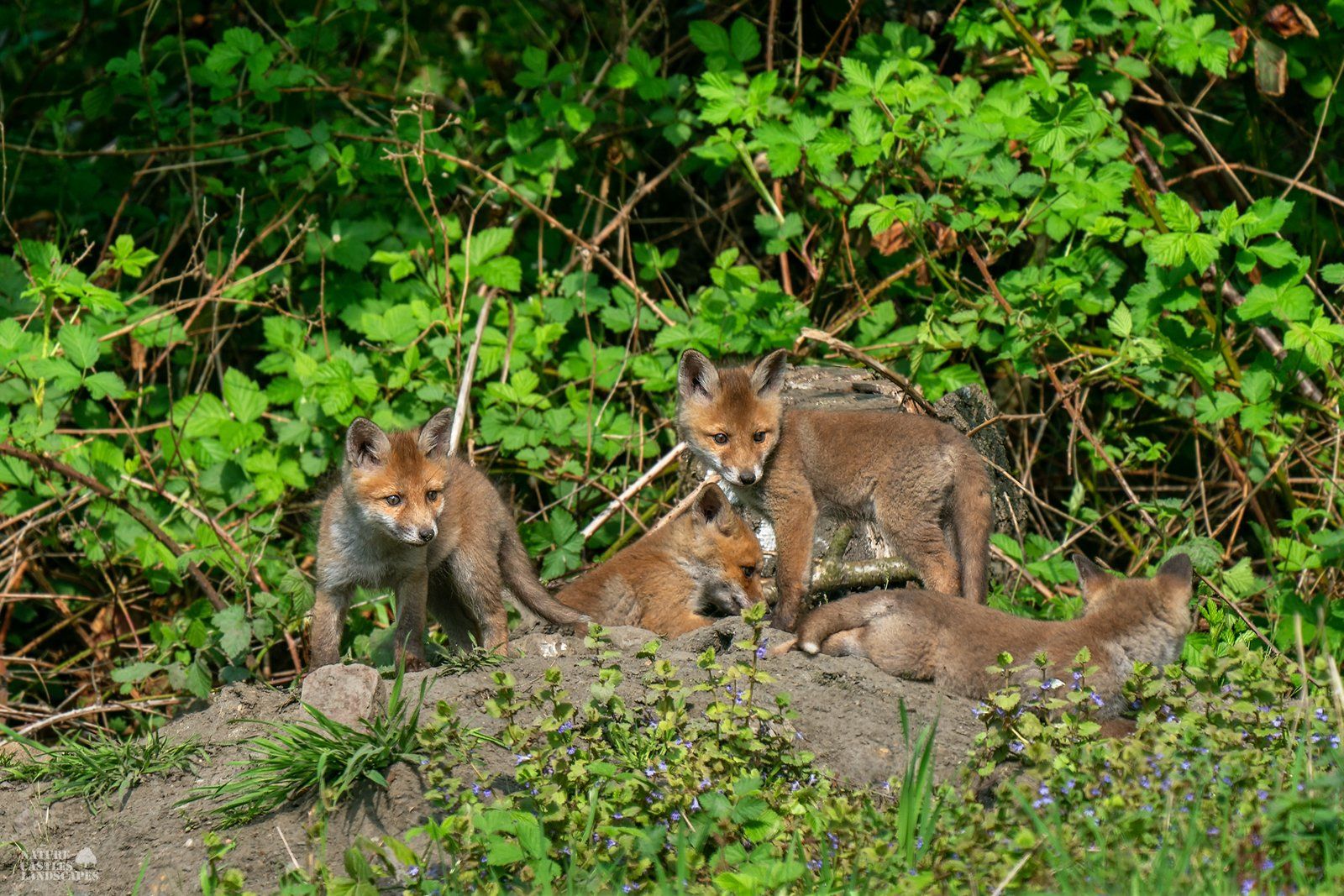 curious young fox siblings playing together