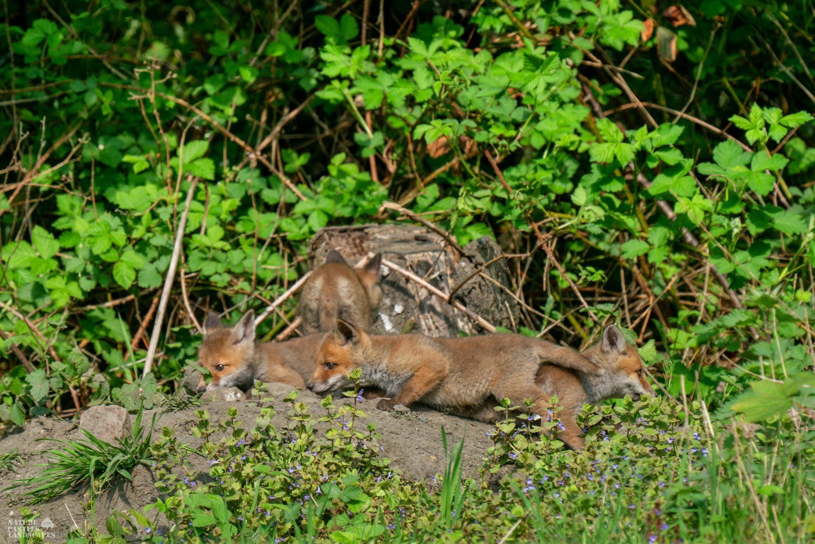 young foxes in germany in may