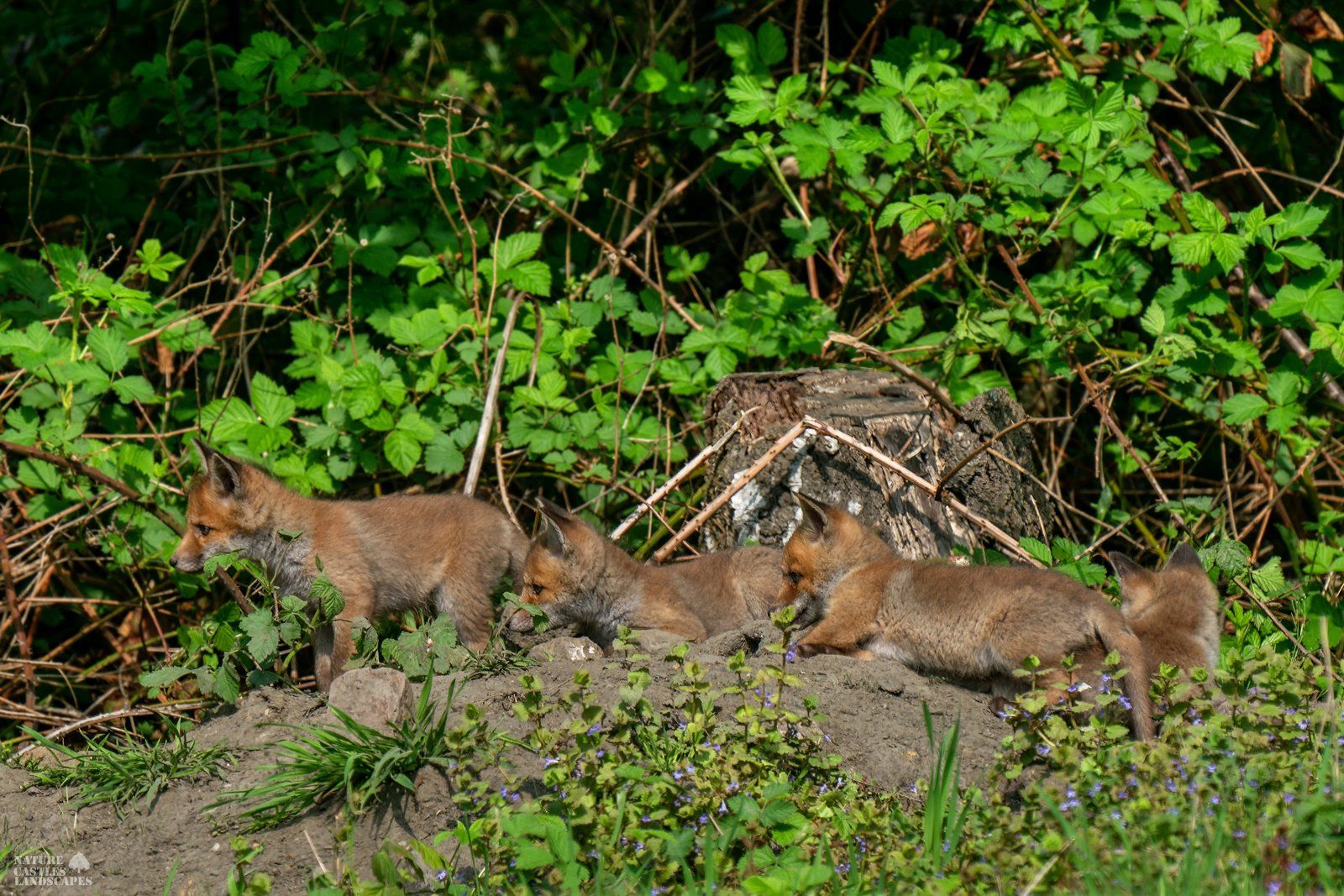 young foxes playing in the sun