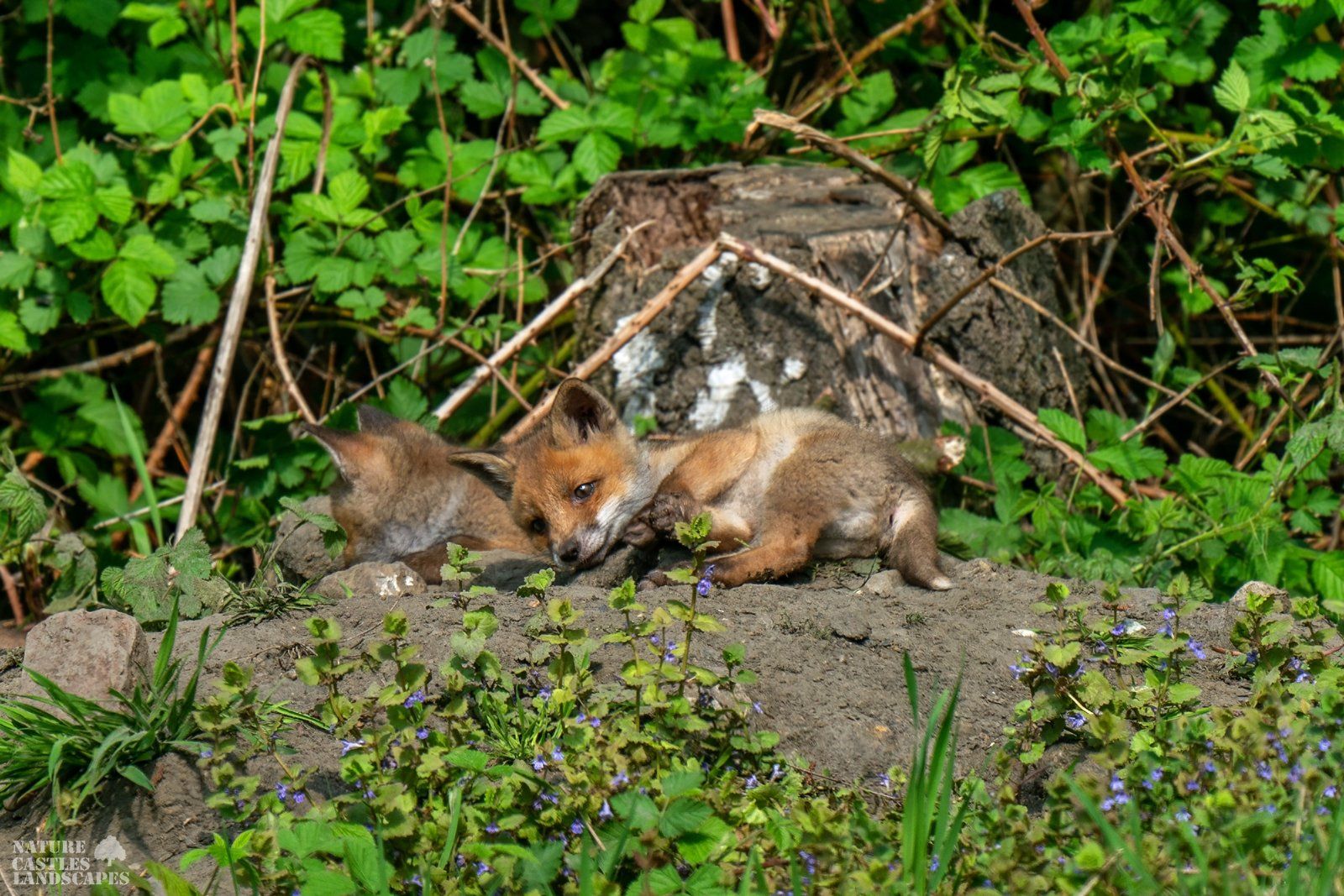 young foxes playing together