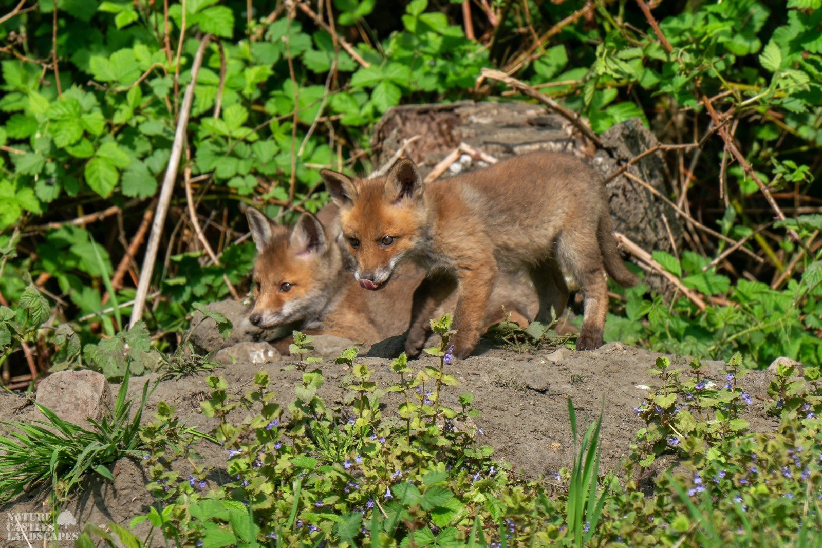 young foxes explore the world