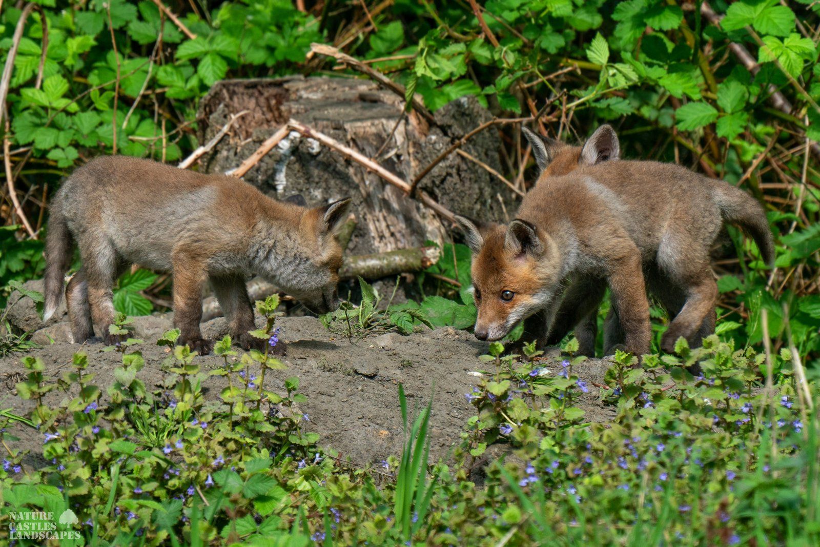 young foxes explore the neighbourhood
