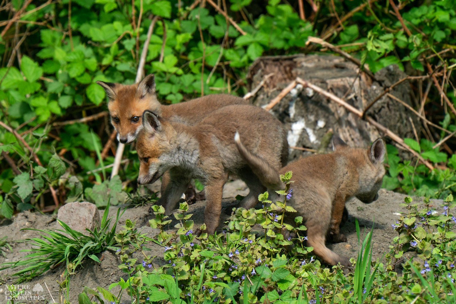 young foxes explore the neighbourhood together