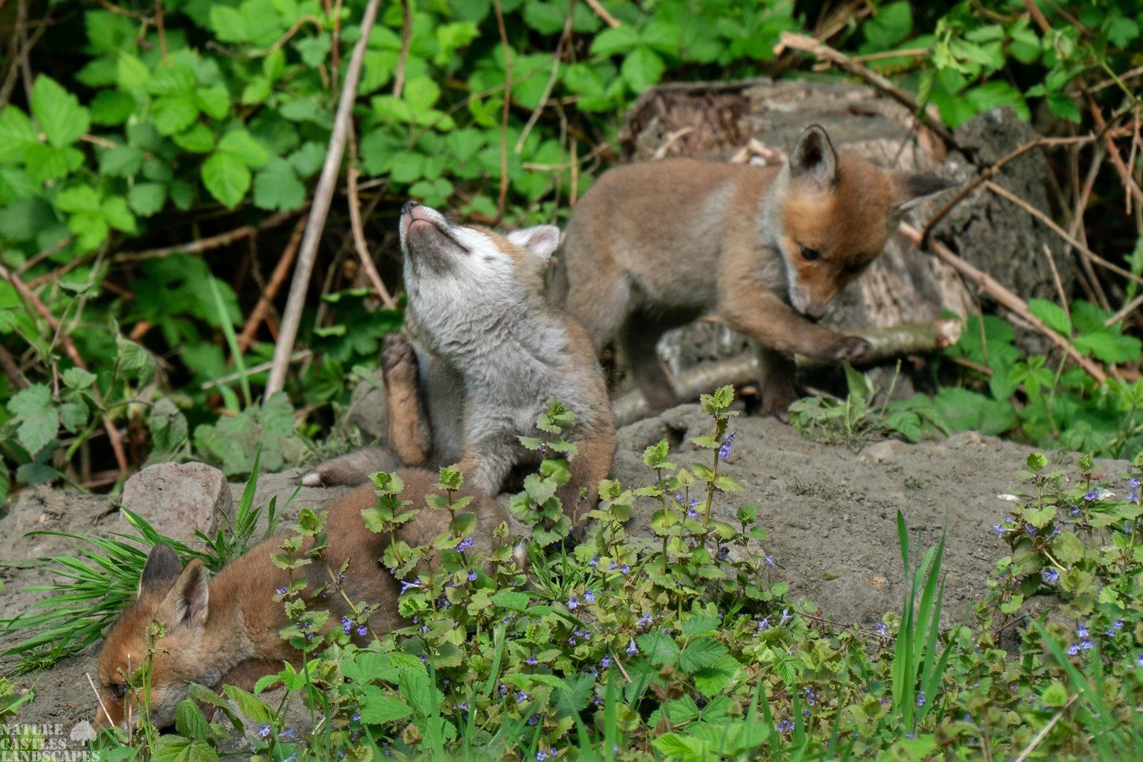 young foxes in their free time