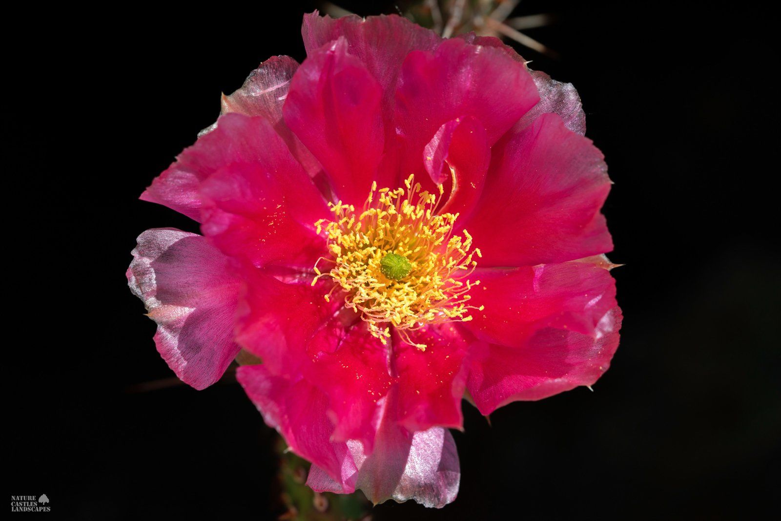 red Opuntia picture of an opuntia flower