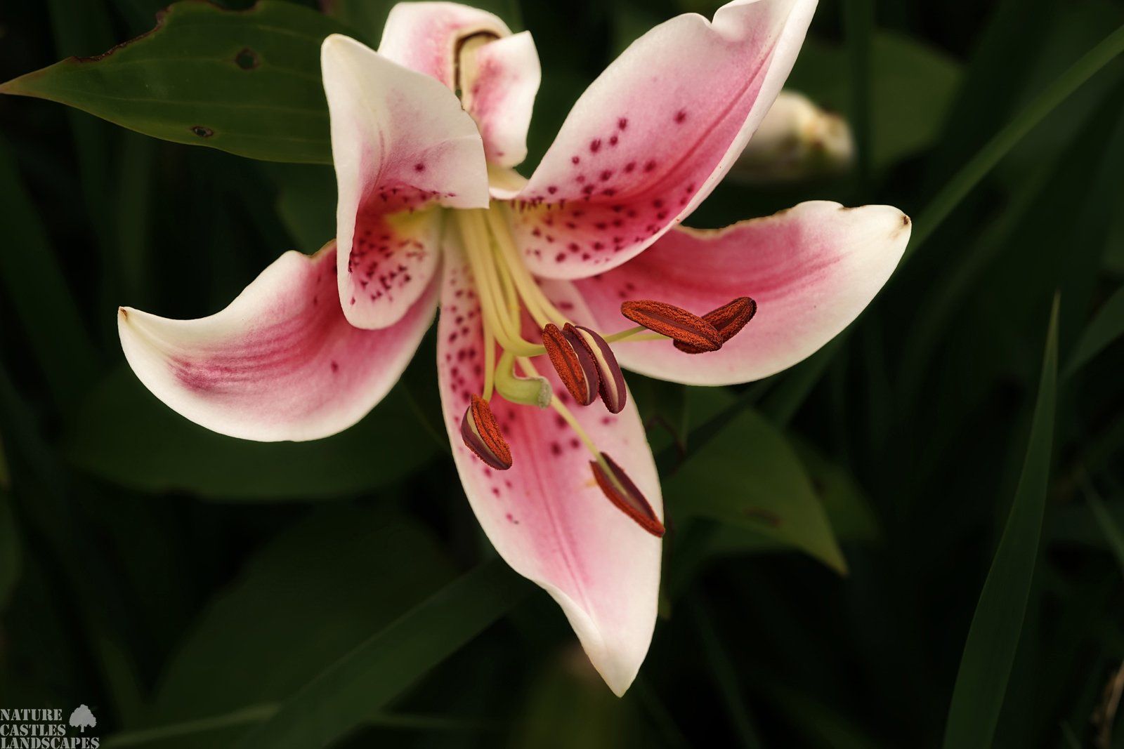 oriental lily