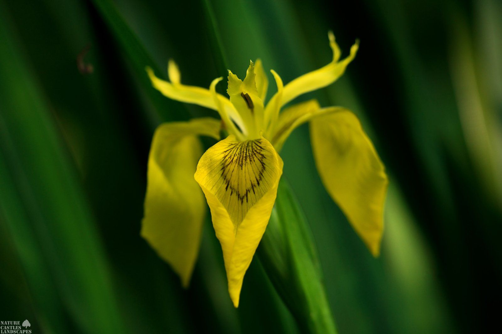 Forest flowers Iris pseudacorus