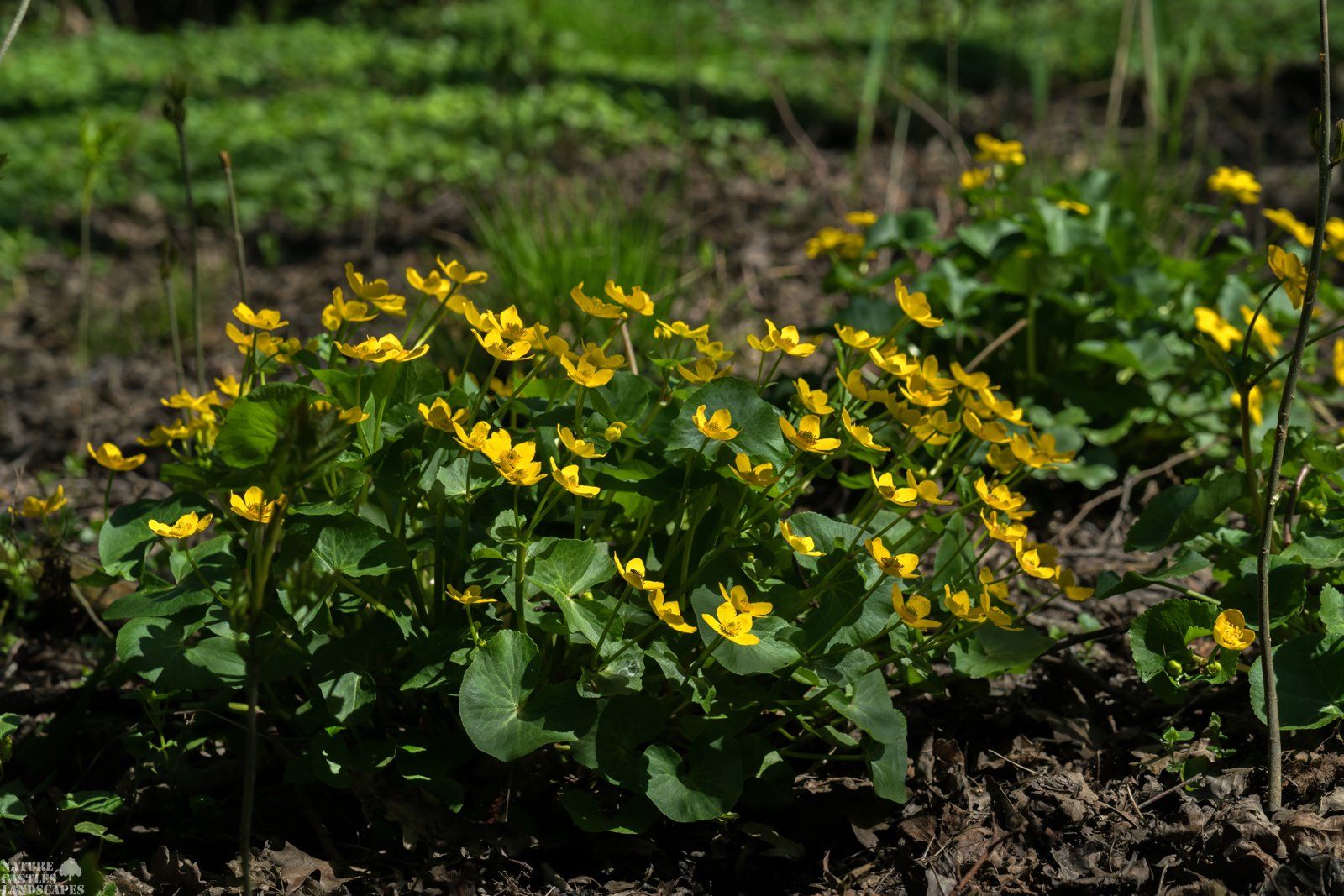 Forest flowers Caltha palustris