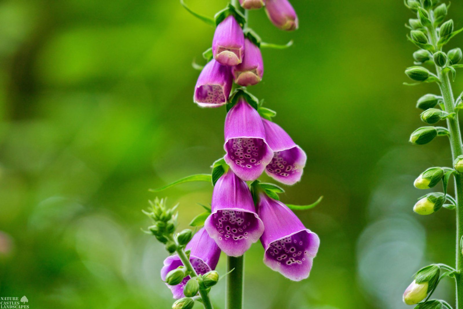 Forest flowers Digitalis purpurea