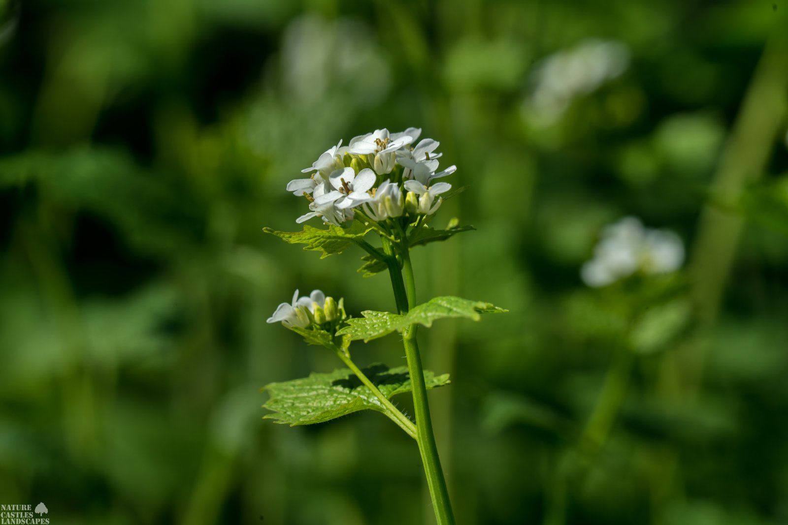 Forest flowers Alliaria petiolata