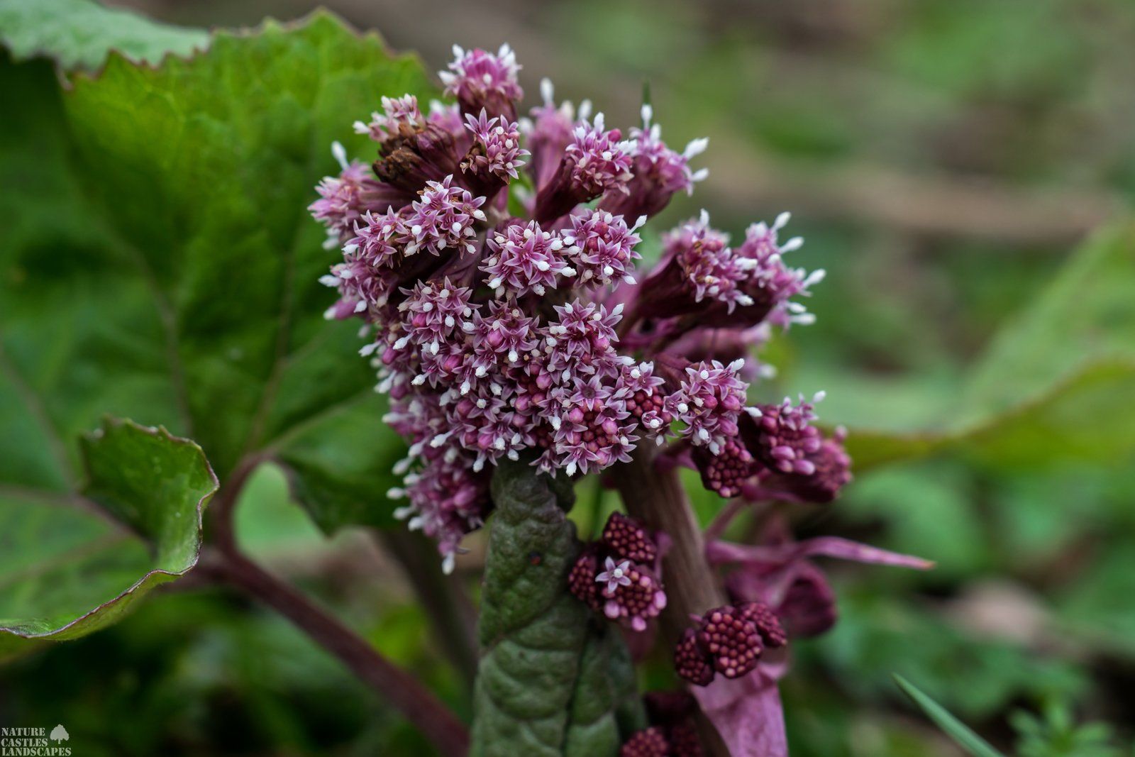 Flowers of Petasites hybridus